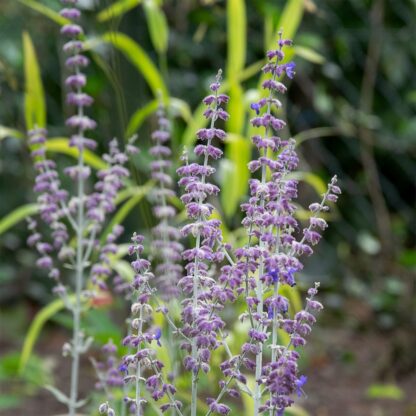 Perovskia atriplicifolia (Reuzenlavendel, Russische salie)