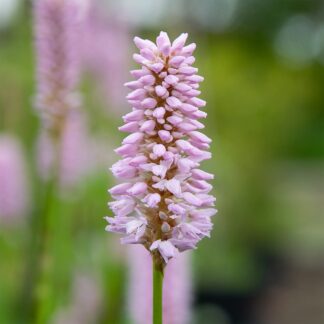 Persicaria bistorta 'Superba' (Duizendknoop, Adderwortel)