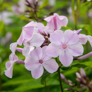 Phlox paniculata 'Anne' (Floks, Vlambloem)