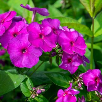 Phlox paniculata 'Van Gogh' (Floks, Vlambloem)
