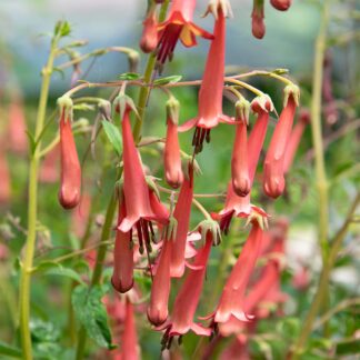 Phygelius capensis (Kaapse fuchsia)