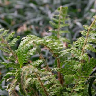Polystichum polyblepharum (Naaldvaren, Glansschildvaren)