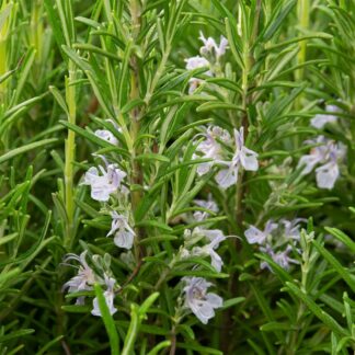 Rosmarinus officinalis (Rozemarijn)