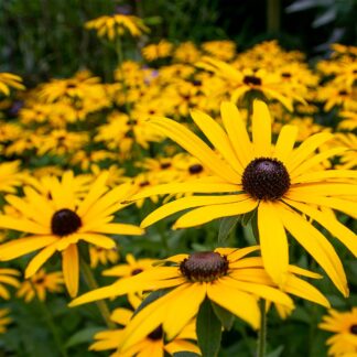 Rudbeckia fulgida 'Goldsturm' (Zonnehoed)