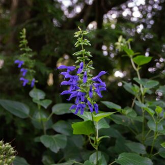 Salvia guaranitica 'Bleu Enigma' (Salie)