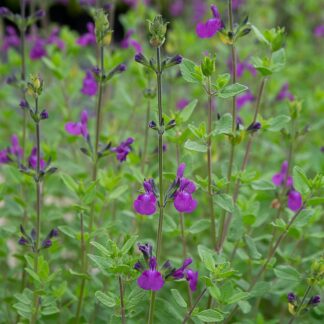 Salvia ‘Meeden’ (Salie)