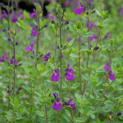 Salvia ‘Meeden’ (Salie)