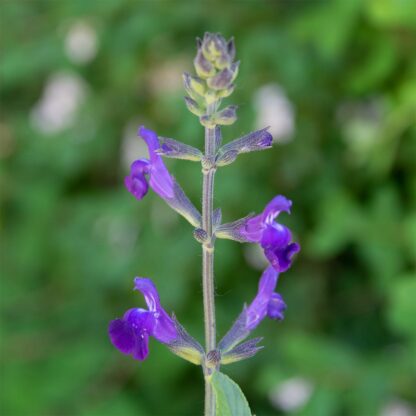 Salvia 'Nel' (Salie)