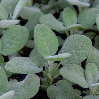 Salvia officinalis 'Berggarten' (Grootbladige Salie)