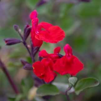 Salvia x jamensis ‘Red Velvet’ (Salie)