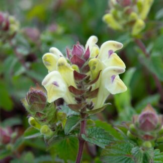 Scutellaria sevanensis (Glidkruid)