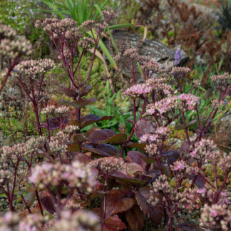 Sedum 'Matrona' (Hemelsleutel, Vetkruid)