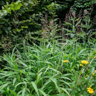 Spodiopogon sibiricus (Siberisch siergras)