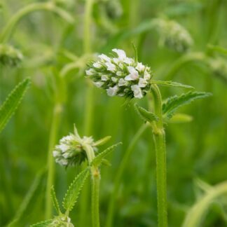 Stachys officinalis 'Alba' (Andoorn)