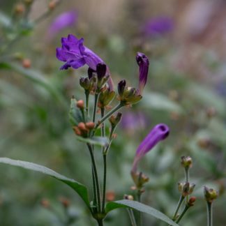 Strobilanthes atropurpureus (Trompetkruid)