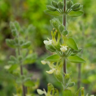 Teucrium flavum (Gamander)