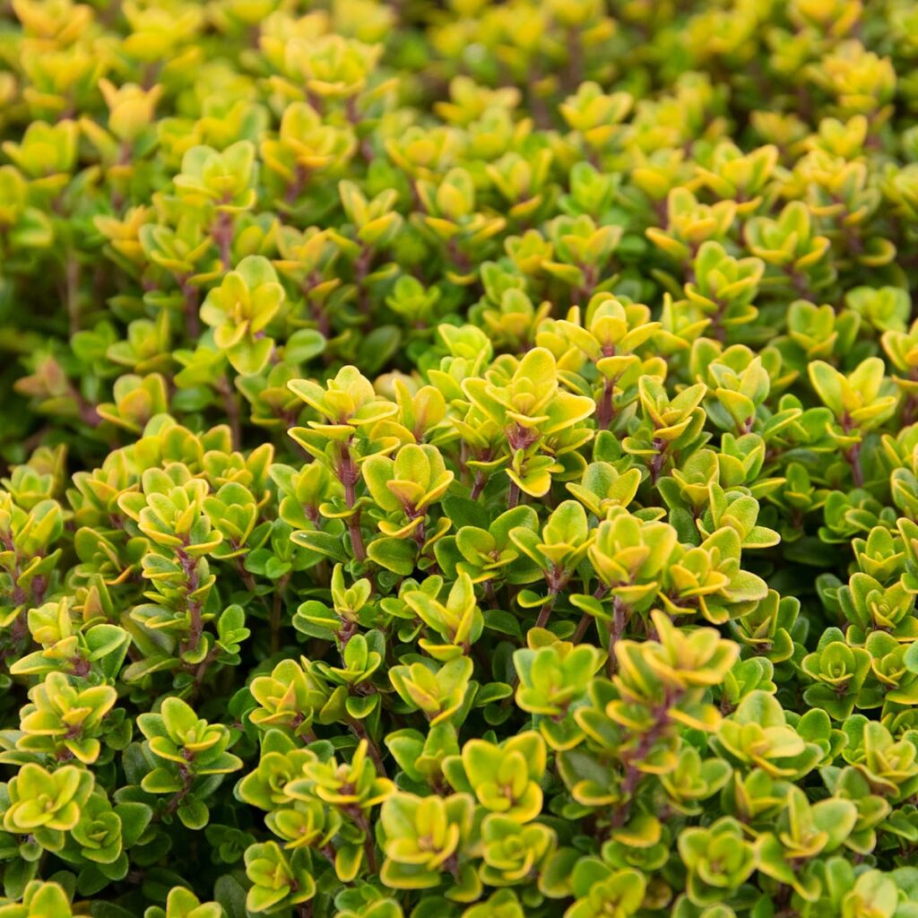 Thymus citriodorus 'Aureus' (Citroentijm) Makkelijke Planten