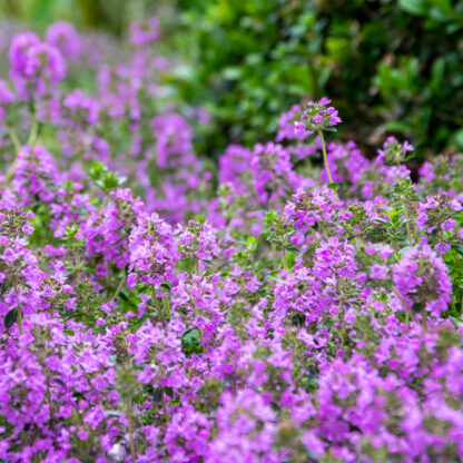 Thymus vulgaris 'Compactus' (Echte tijm)