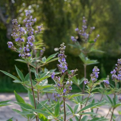 Vitex agnus-castus (Monnikenpeper)