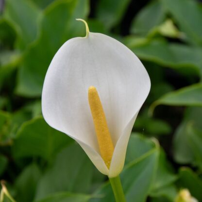 Zantedeschia aethiopica (Witte aronskelk)