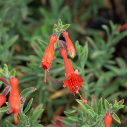 Zauschneria californica 'Western Hills' (Californische Fuchsia)